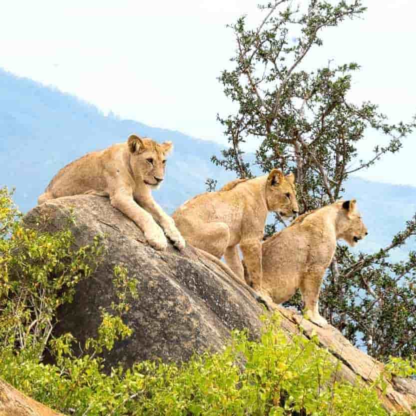 Kenya 6 Nights 7 Days Itinerary