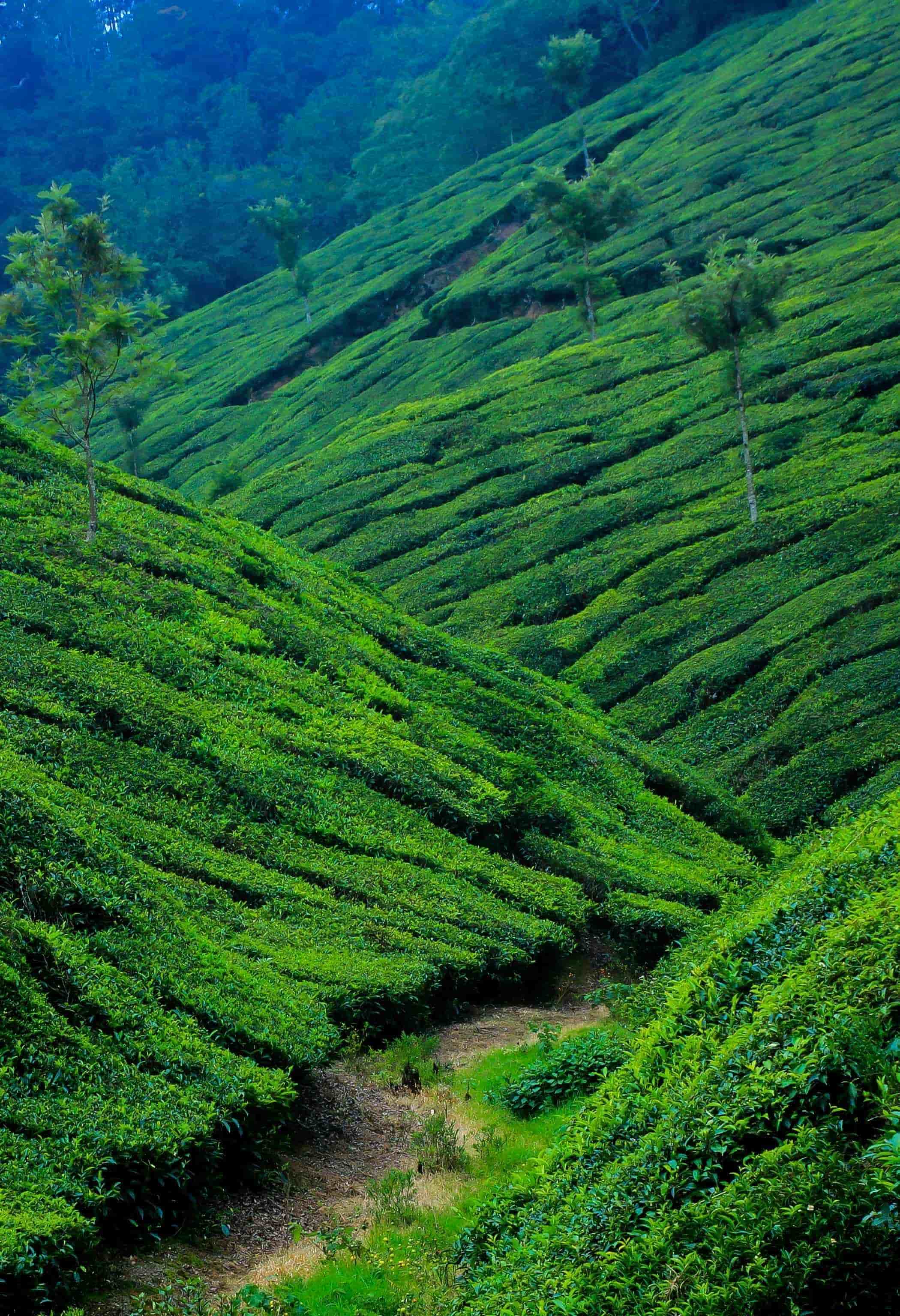 Munnar 2 Night 3 Days