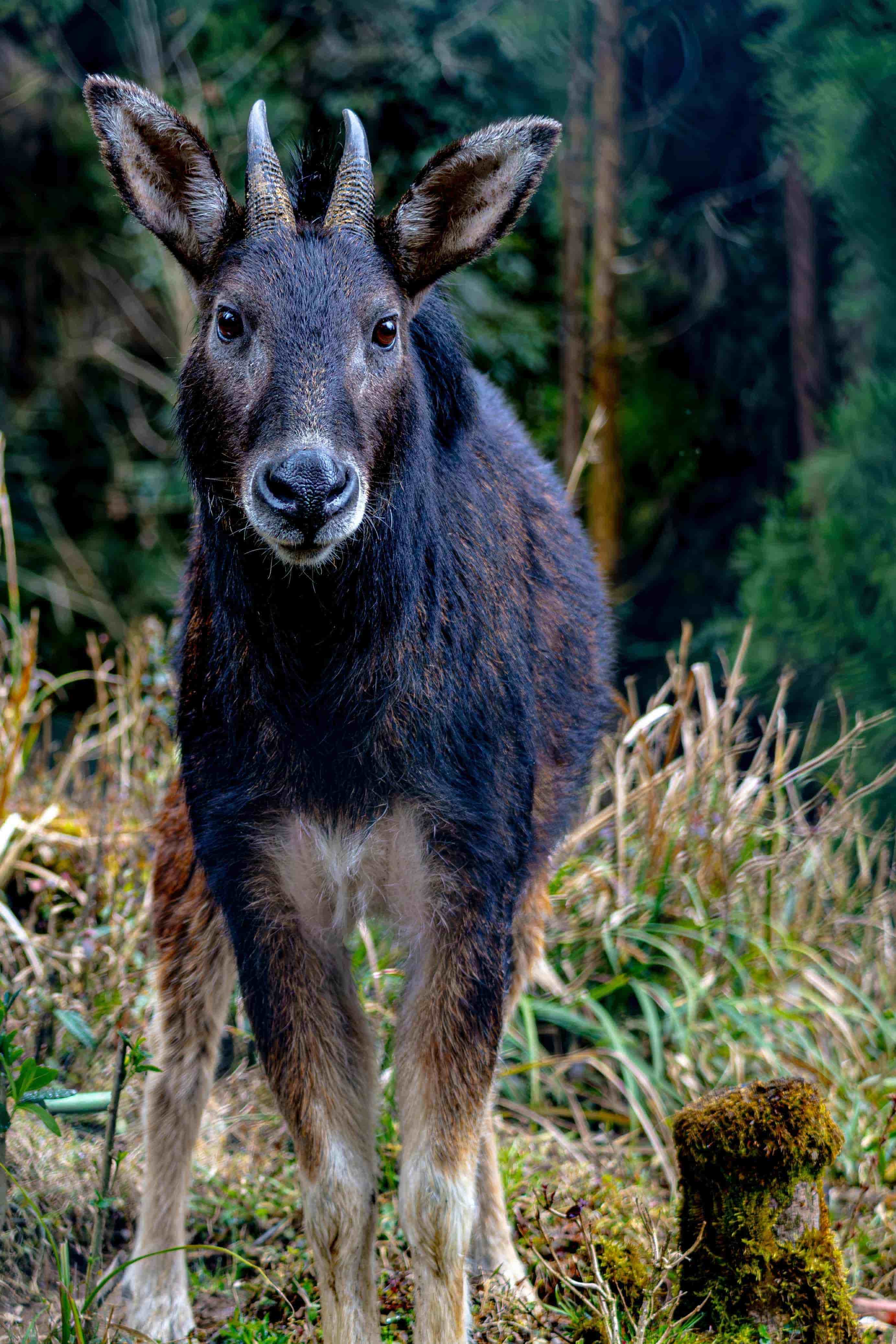 Gangtok - Darjeeling 4 Night 5 Days 
