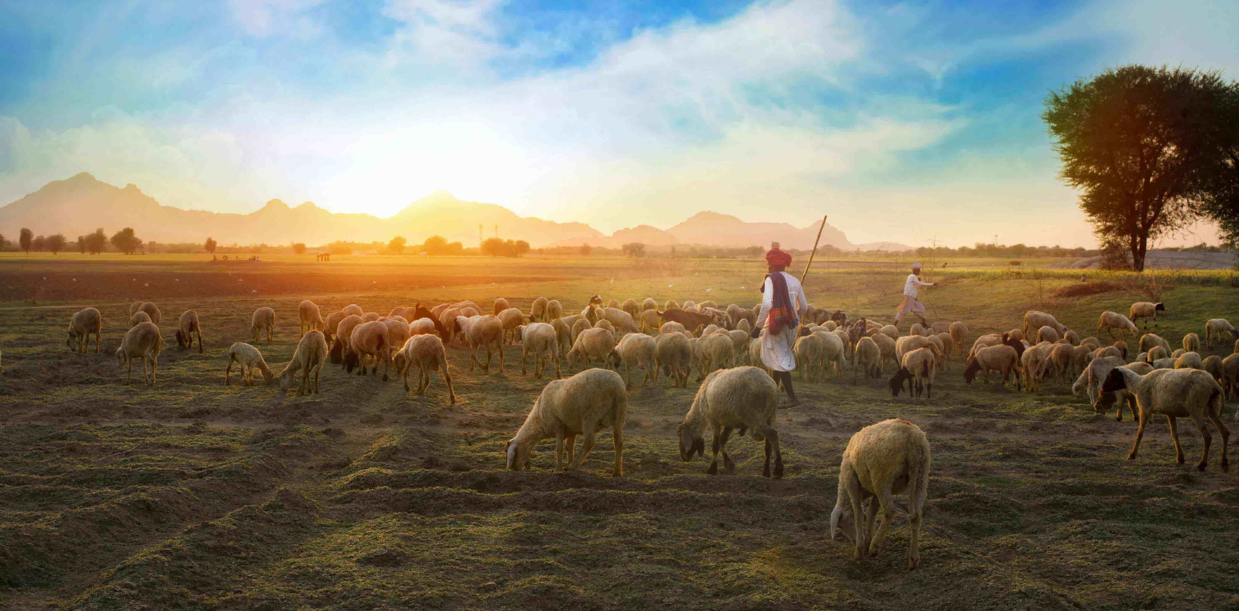 Jaipur – Ranthambore – Ajmer – Pushkar Tour 3 Nights 4 Days 
