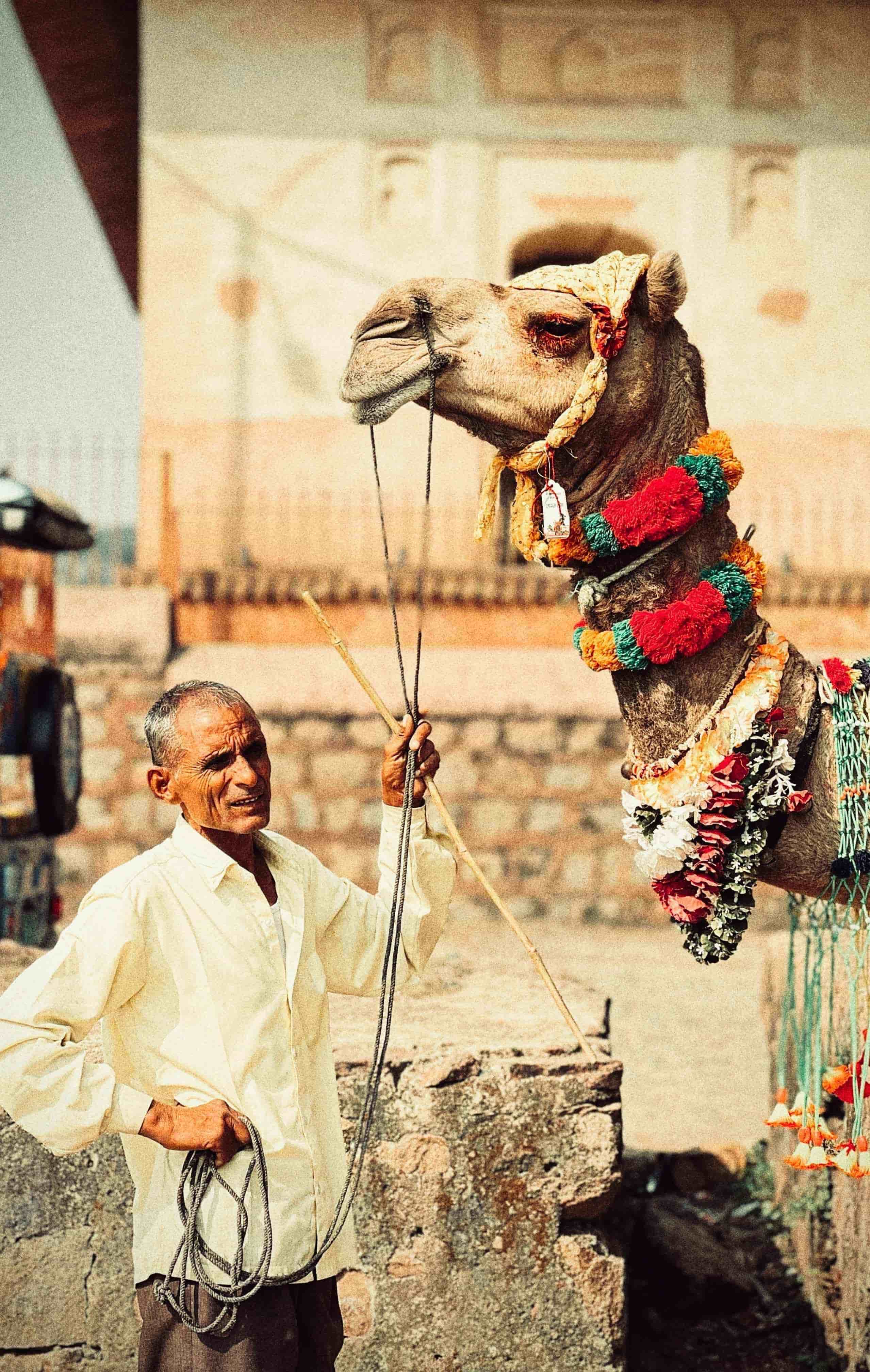 Jaipur – Ranthambore – Ajmer – Pushkar Tour 3 Nights 4 Days 